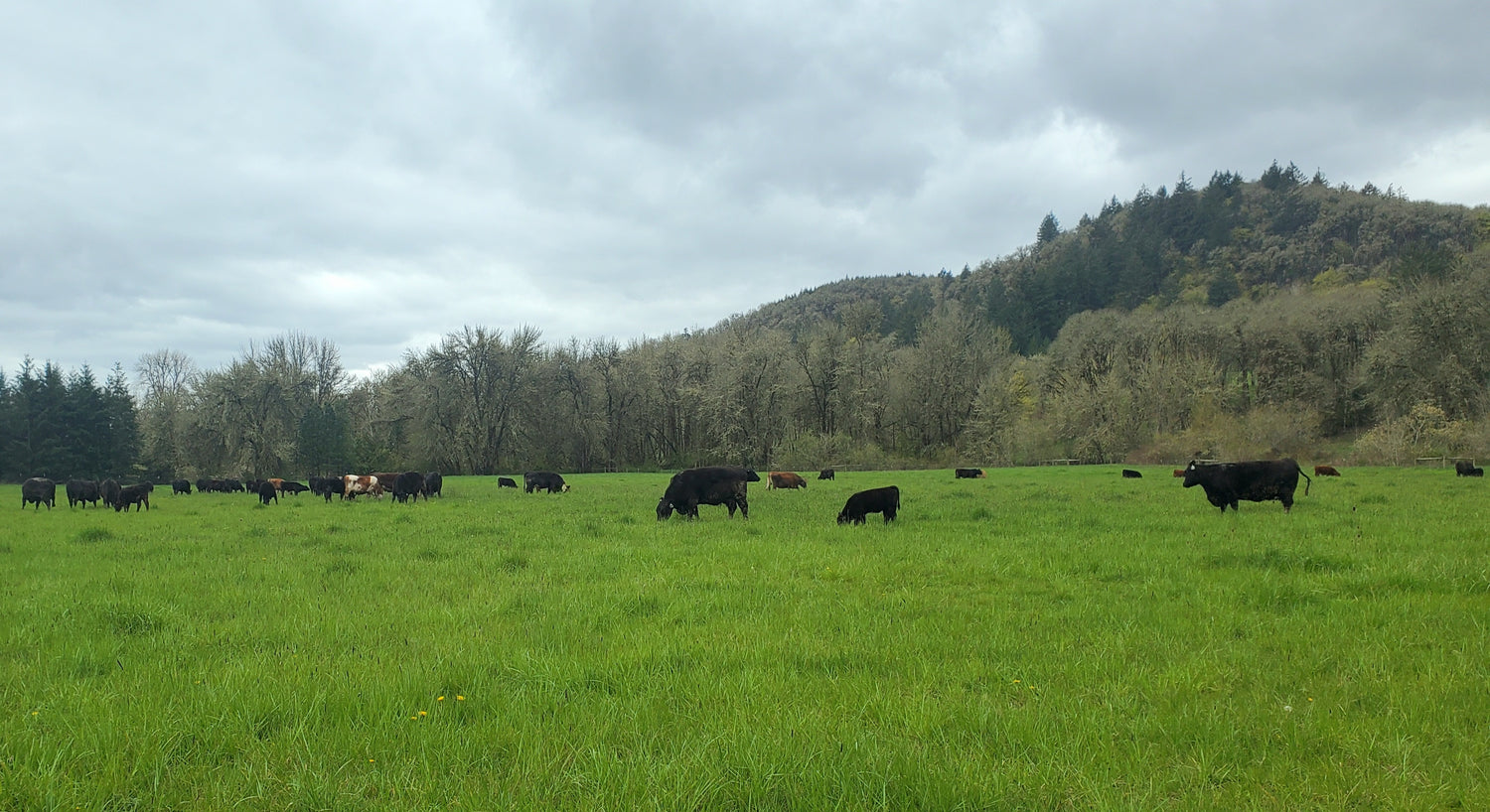 Grassfed Beef Wholesome Family Farm